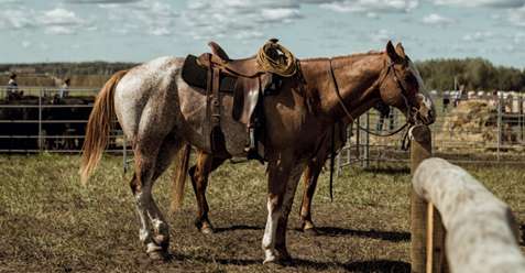 Лошадь породы квотерхорс