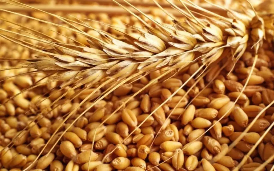Производители зерна дополнительно получат 10 млрд рублей
