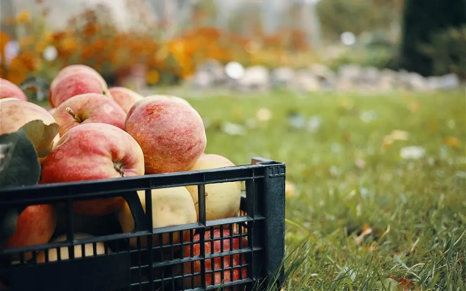 Как ГК «Агроуслуги» поставила под угрозу существование крупнейшего воронежского производителя яблок