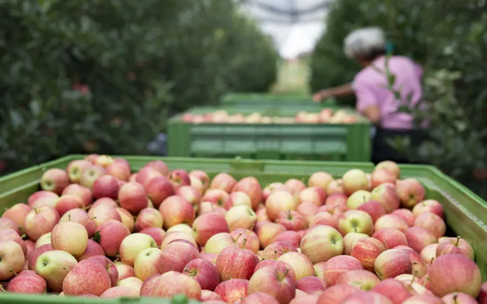 Воронежская область вошла в пятерку лидеров по производству фруктов и ягод