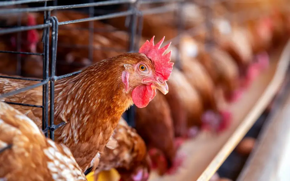 Контрагенты засыпали «Линдовскую птицефабрику» исками на 200 млн рублей