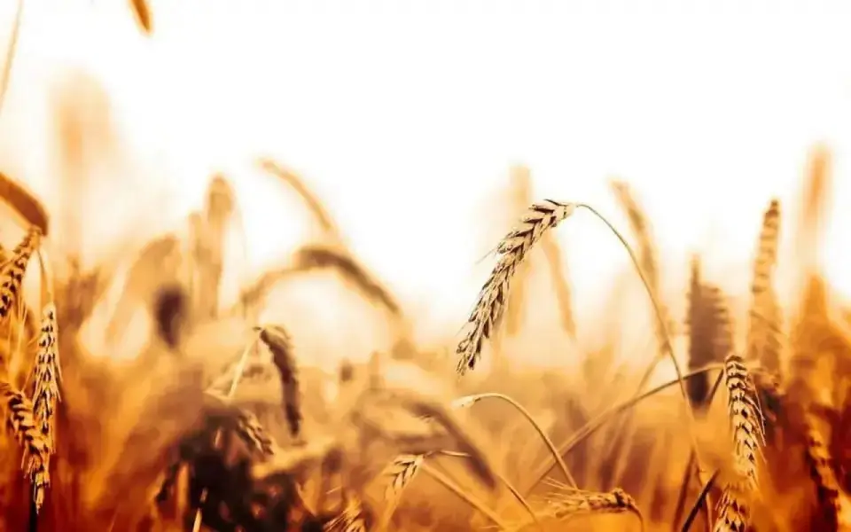 Воронежская компания «А1 Агрохим» вошла в состав агрофирмы «Октябрьское» 