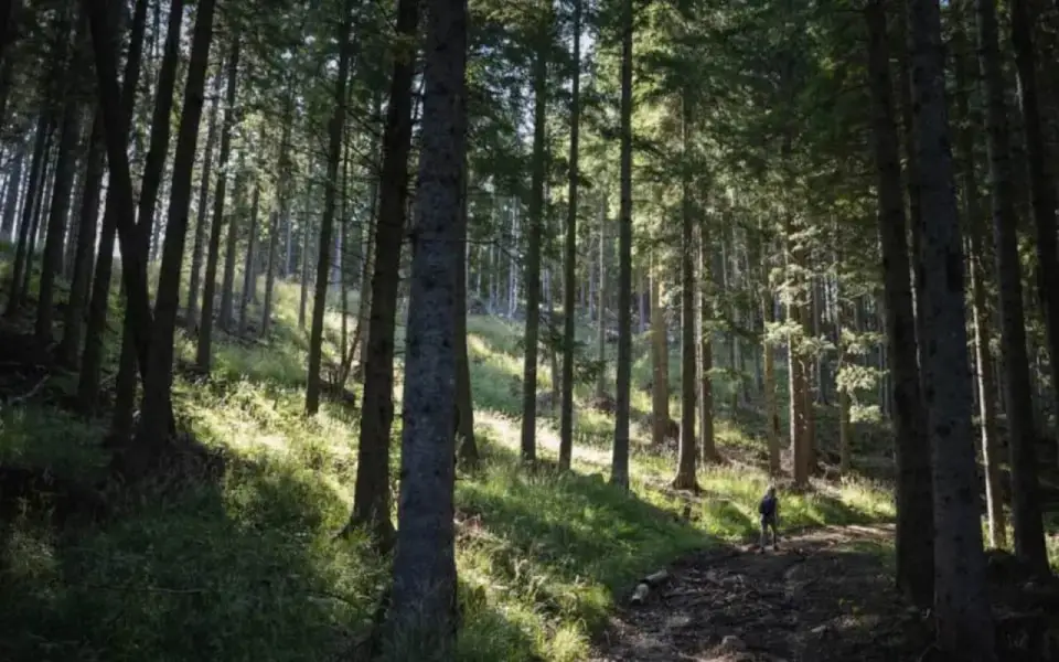 Воронежская прокуратура пресекла попытку формирования частной собственности на землях лесфонда Воронежская прокуратура пресекла попытку формирования частной собственности на землях лесфонда