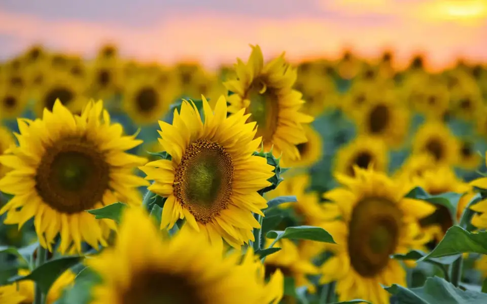 «ФосАгро-Регион» и воронежский «Золотой Початок» подписали соглашение о совместной дистрибуции семян «ФосАгро-Регион» и воронежский «Золотой Початок» подписали соглашение о совместной дистрибуции семян