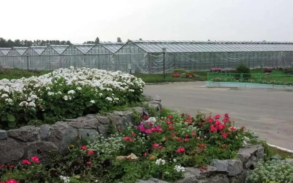 Воронежский тепличный комбинат снова выставили на торги дороже на полмиллиарда рублей