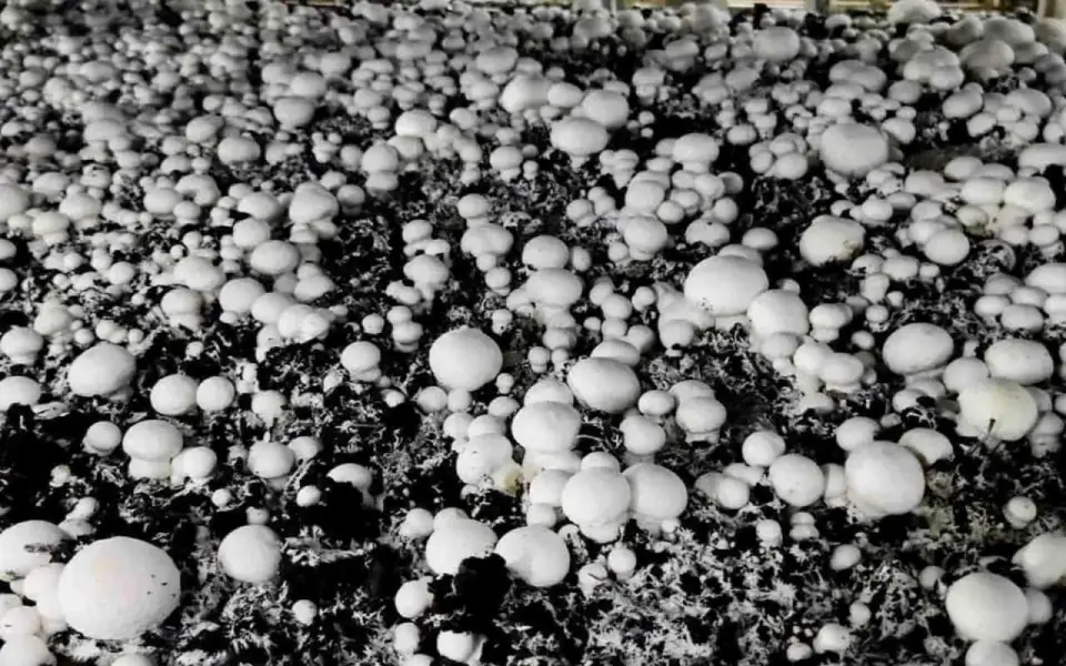 Объявлены новые торги по продаже «Грибов Белогорья» за 180,5 млн рублей