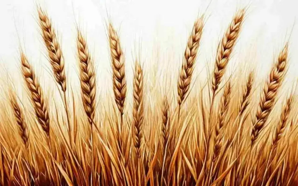 Владельца агрохолдинга CBS Илью Чурина признали банкротом