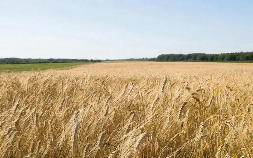 Апелляционный суд пересмотрит спор семеноводов «Танаис Семанс» и «Ольховки» с нуля