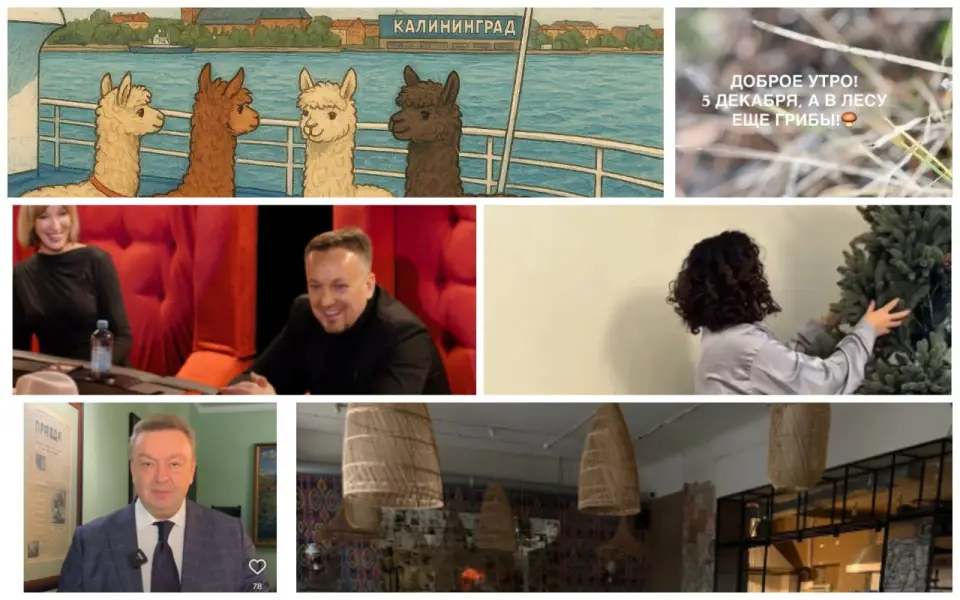 «Сливки соцсетей»: путешествие альпак, игра в мафию и новогодняя елка «Сливки соцсетей»: путешествие альпак, игра в мафию и новогодняя елка