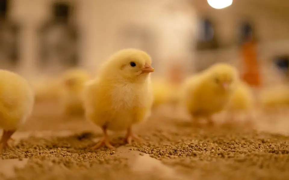 Агрохолдинг «Русское поле» открыл крупный птицеводческий комплекс за 2,3 млрд рублей Агрохолдинг «Русское поле» открыл крупный птицеводческий комплекс за 2,3 млрд рублей