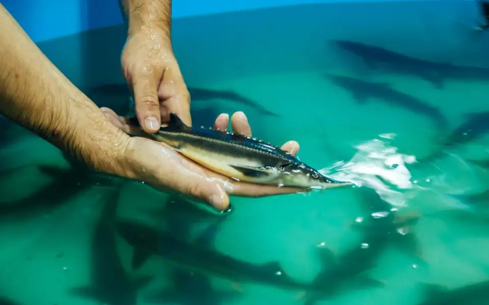 Осетровую ферму за 800 млн рублей построят во Владимирской области Осетровую ферму за 800 млн рублей построят во Владимирской области