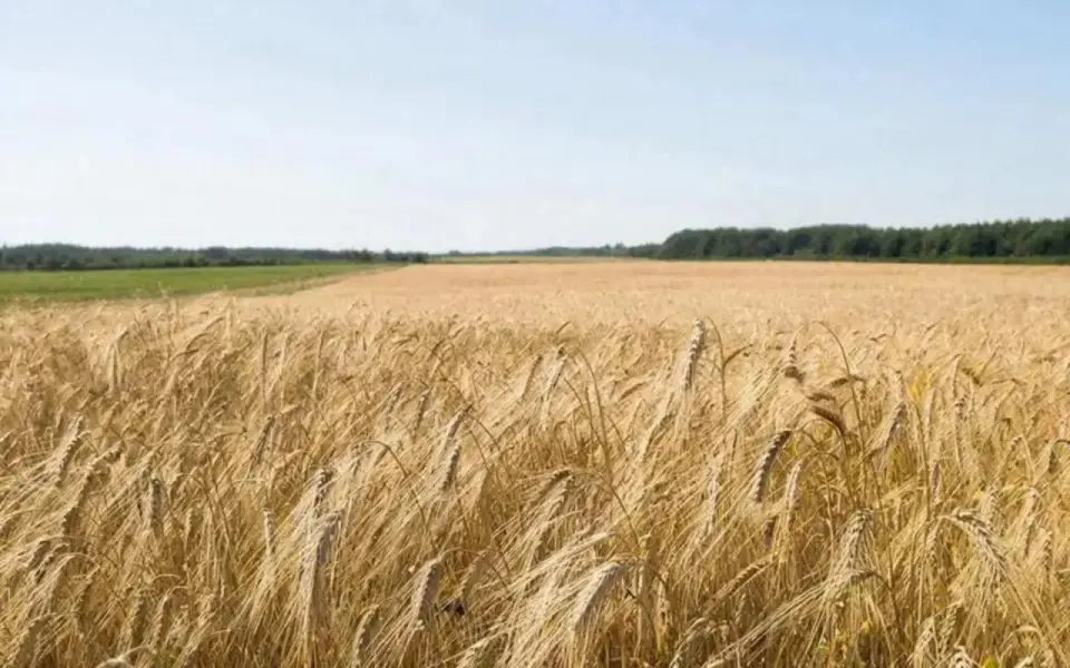 Ростовский зернотрейдер подал иск к Сирии почти на 11 млрд рублей Ростовский зернотрейдер подал иск к Сирии почти на 11 млрд рублей