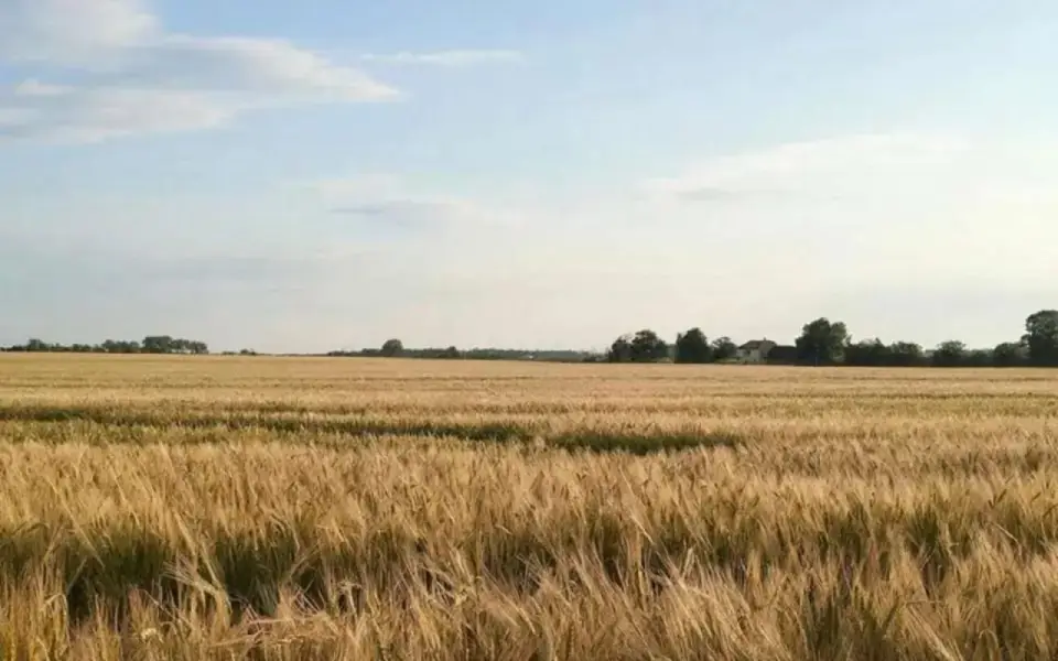 Высокая урожайность зерна в Воронежской области позволит полностью обеспечить внутренний спрос и экспортные обязательства Высокая урожайность зерна в Воронежской области позволит полностью обеспечить внутренний спрос и экспортные обязательства