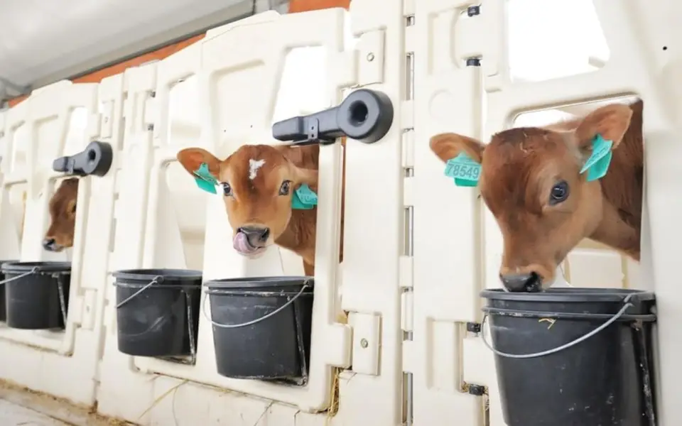 «Молвест» отправил в Казахстан 700 коров породы Джерси