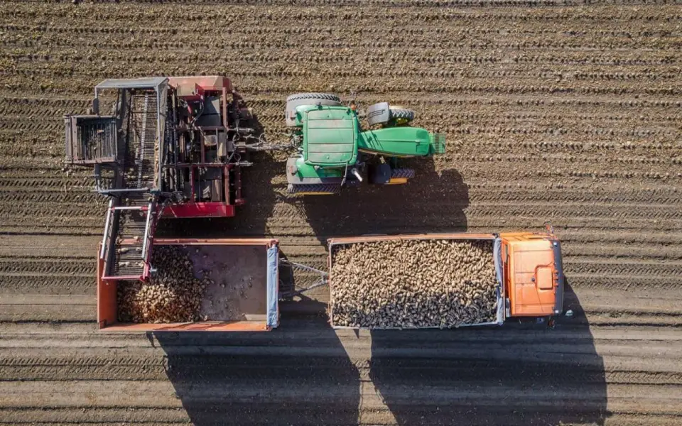 Средняя урожайность сахарной свеклы компании «Продимекс» составила 411 ц/га