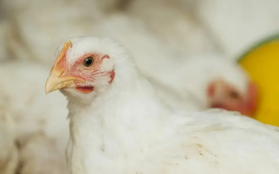 Россельхознадзор приостановил экспорт продукции тамбовской «Токаревской птицефабрики» из-за нарушений