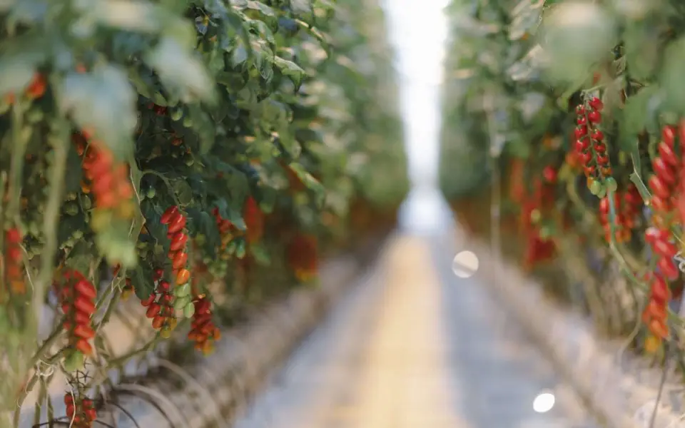 Проверка ФАС производителей овощей затронула воронежскую «ЭКО-культуру» 