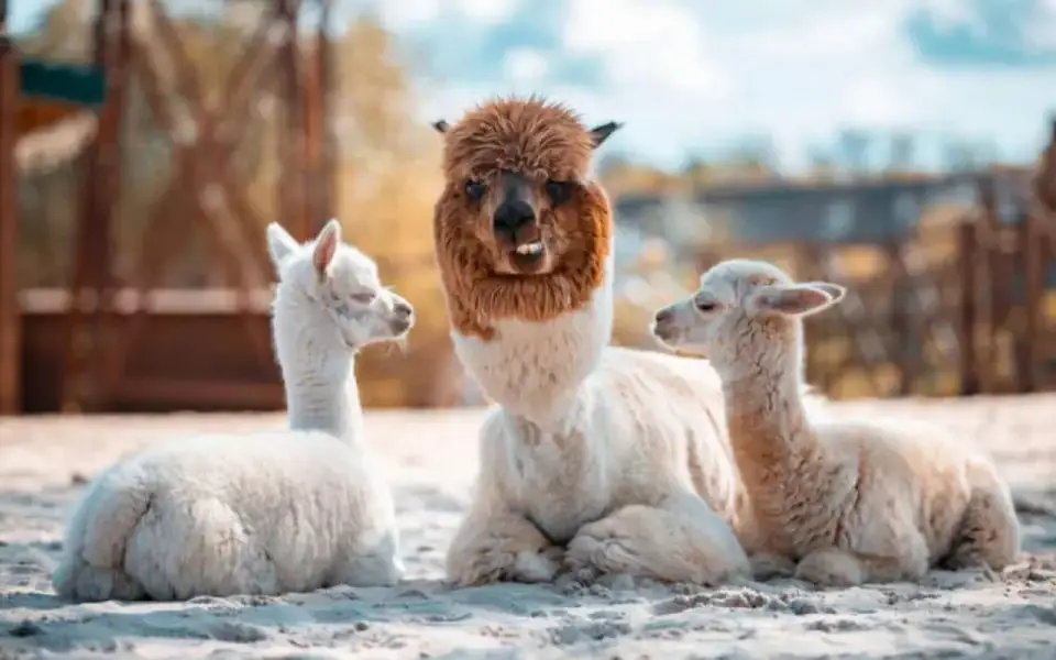 Воронежский бизнесмен Сергей Слабунов готов «зафиксировать убытки» и перенести парк альпак из Курска в другой регион