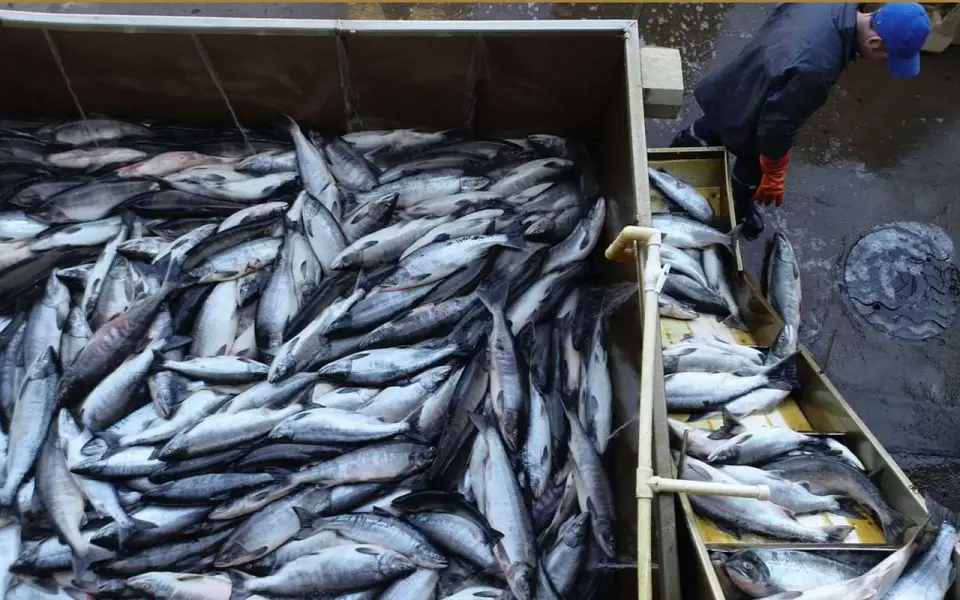 Генпрокуратура подала многомиллиардные иски к рыбодобытчикам из Мурманска и Хабаровского края