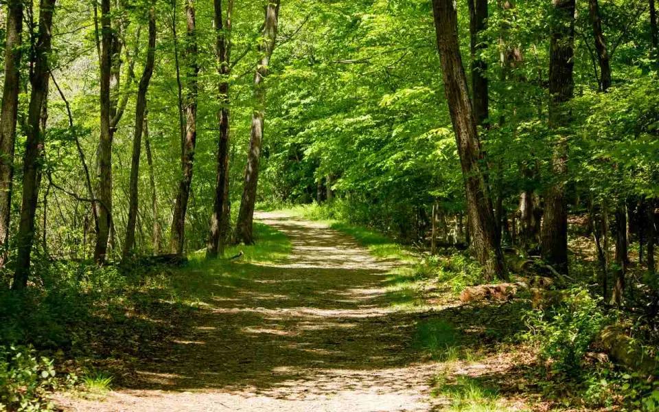 Тамбовские власти признали недостаточную эффективность в восстановлении лесов