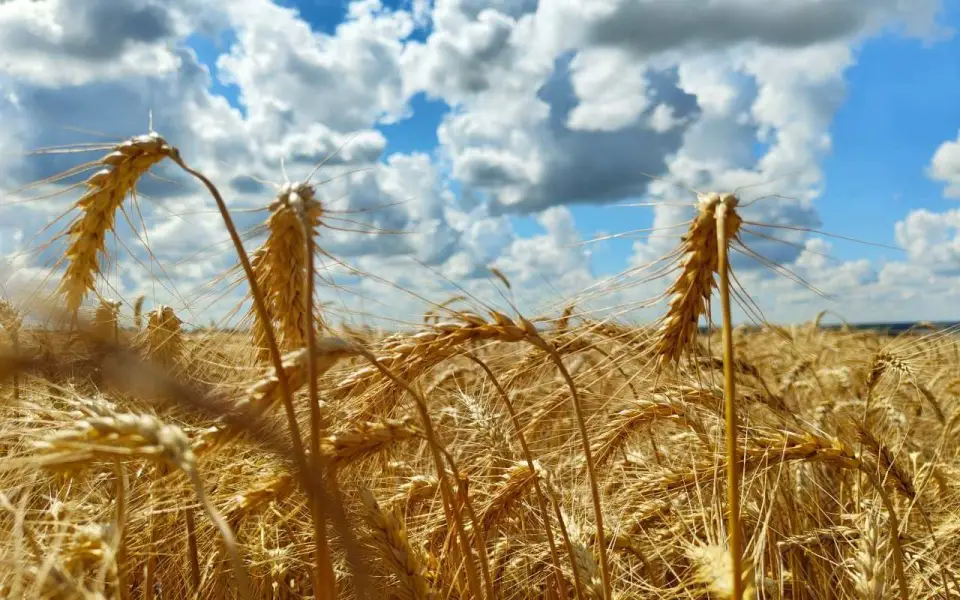 Пострадавших от ВСУ курских фермеров избавили от ответственности за неосвоение субсидий