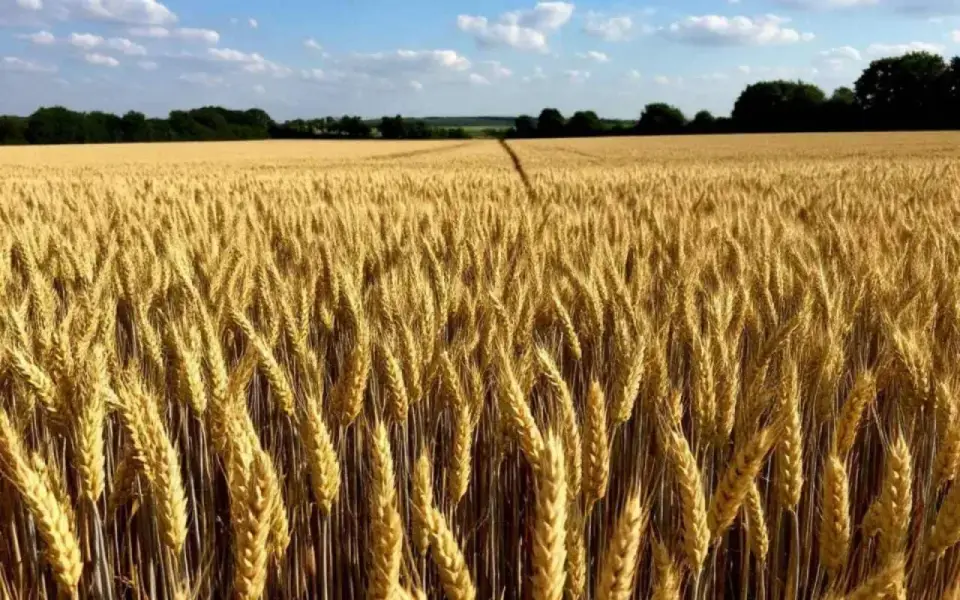 Тамбовская область в 2025 году собрала почти 6 млн тонн зерна Тамбовская область в 2025 году собрала почти 6 млн тонн зерна