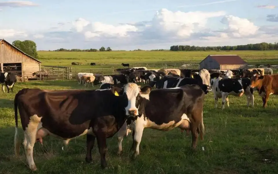 Банкротство орловской «Красной звезды» прекратили на фоне скандала с жестоким обращением к животным 