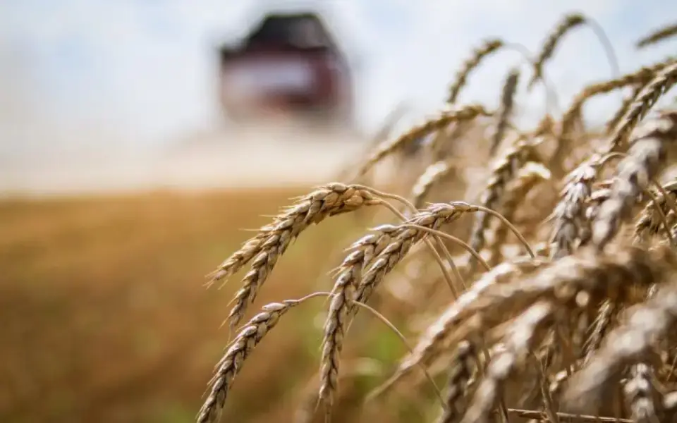 Воронежские аграрии собрали 6,2 млн тонн зерна, несмотря на заморозки и град