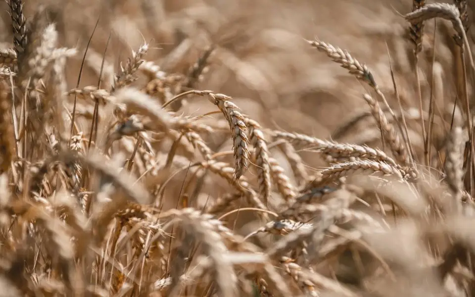 Липецкая область – единственный регион Черноземья, вошедший в пилотный проект по созданию отечественных семян высшего качества