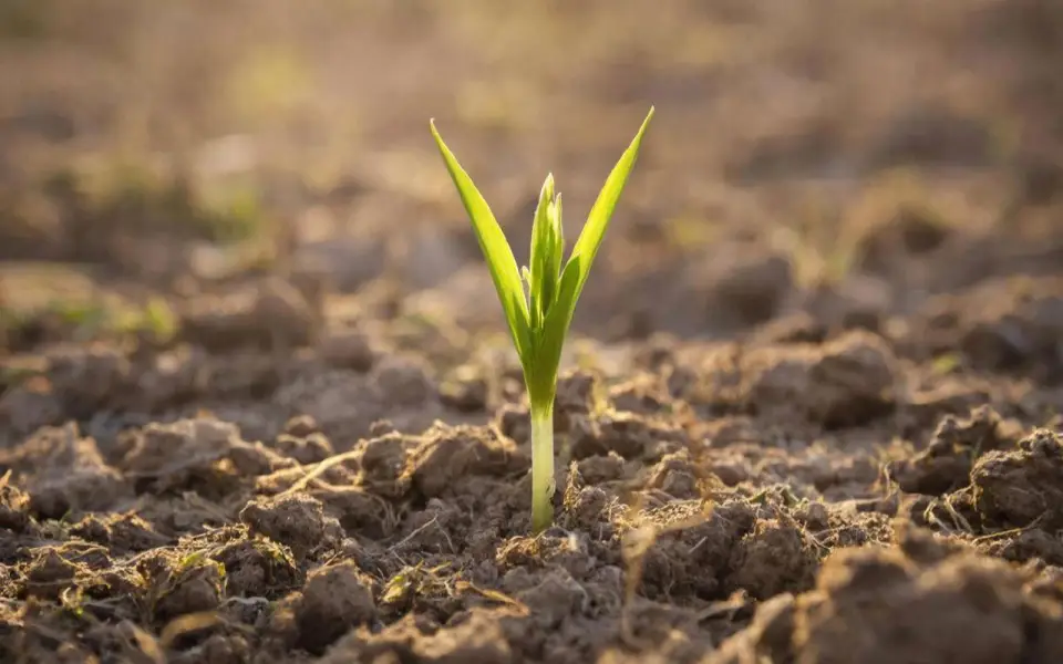 Крупный поставщик удобрений «Агронова-Липецк» сменил руководство