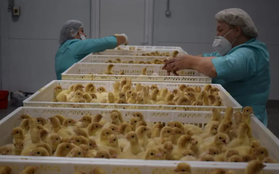 Проект «Донской индейки» за 2,2 млрд рублей сменил место строительства в Воронежской области Проект «Донской индейки» за 2,2 млрд рублей сменил место строительства в Воронежской области