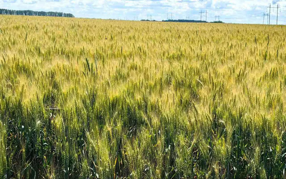 Воронежская область в 2025 году произвела продукции АПК почти на 1 трлн рублей