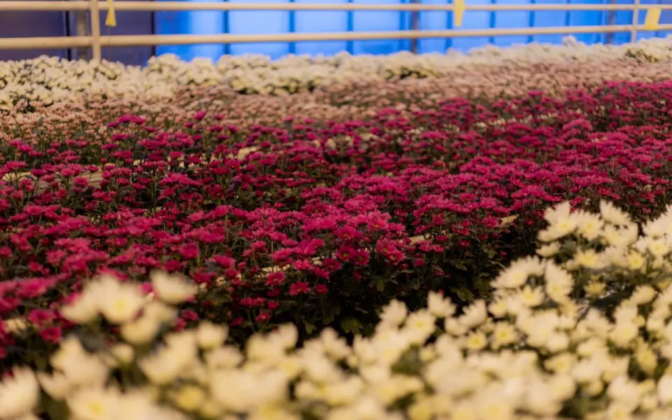 ГК «Горкунов» вложит 3,6 млрд рублей в теплицы орхидей и хризантем в Сибири и на Алтае