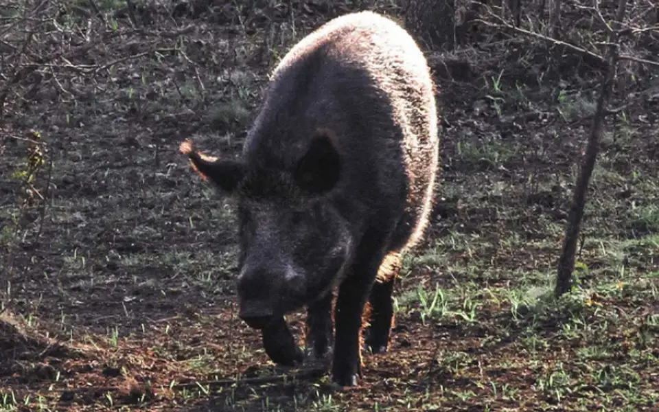 Воронежская область выставит на отстрел около 130 лосей и 70 кабанов в охотхозяйствах 