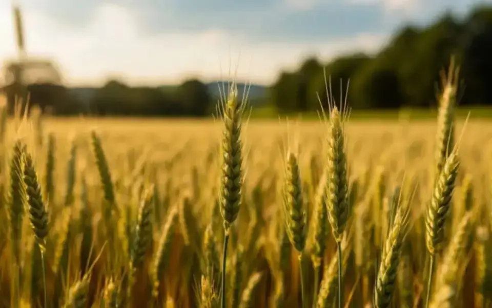 Тамбовская область вошла в топ-10 регионов РФ по доле застрахованных посевов