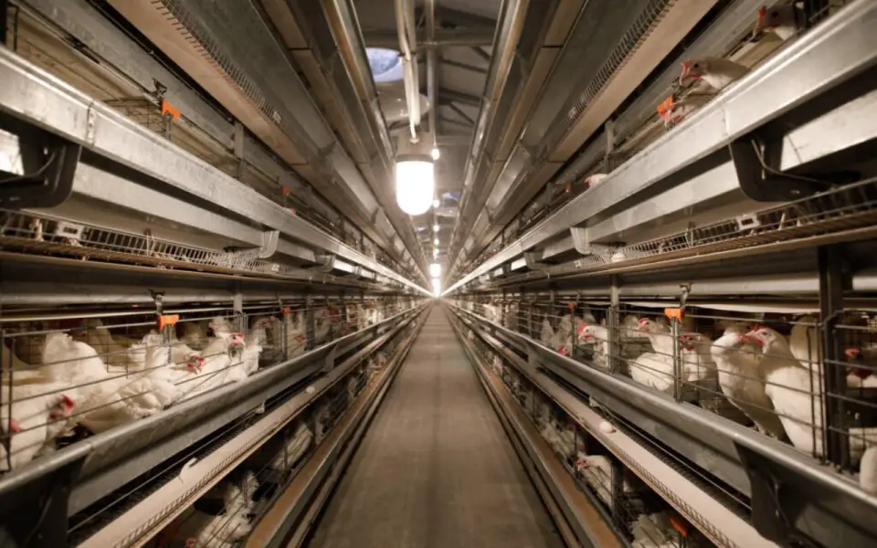 Яичный бум и индюшачий прорыв: птицеводство Воронежской области набирает обороты