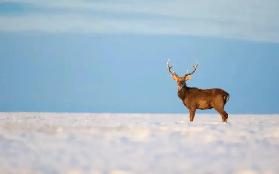 Муниципалитет признал иск по делу о спорных землях рядом с липецким парком «Олений» Муниципалитет признал иск по делу о спорных землях рядом с липецким парком «Олений»