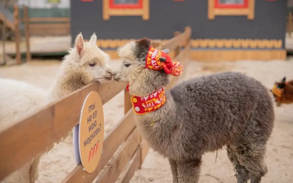 Сеть парков альпак «ПачаМама» ищет инвесторов для ускоренного расширения сети