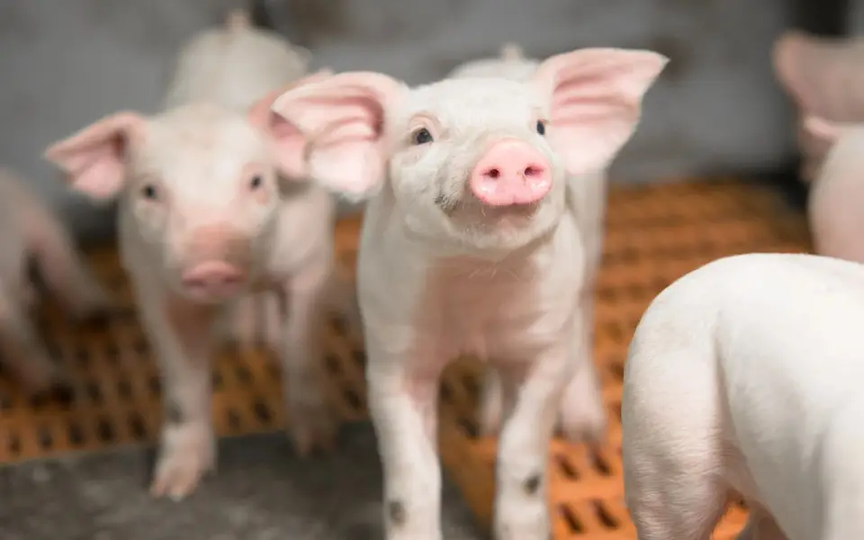 ГК «Агроэко» нарастила экспорт свинины почти на 7% в 2025 году