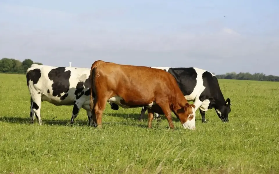 Забайкальские фермеры получат 193 млн рублей поддержки Забайкальские фермеры получат 193 млн рублей поддержки