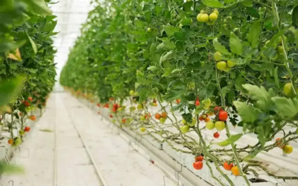 «Овощи Черноземья» по итогам 2025 года показали рекордный убыток почти 1,2 млрд рублей 