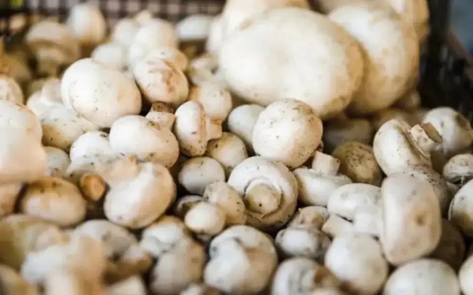 Власти пошли в апелляцию в надежде взыскать с «Воронежского шампиньона» неустойку за отказ от инвестпроекта