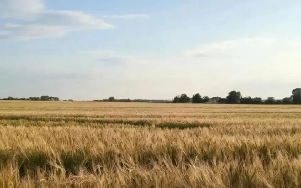 Смена управленца тамбовского мукомольного завода «Деметра» прошла на фоне троекратного сокращения прибыли