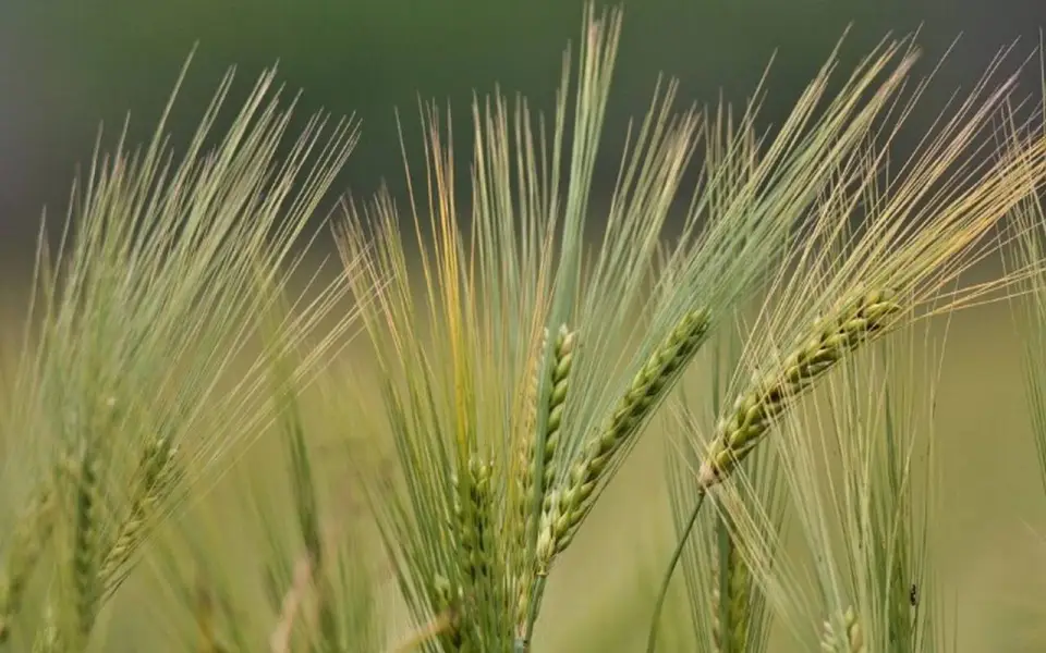 Специалисты «Продимекс» ожидают хороший урожай озимой пшеницы в Черноземье Специалисты «Продимекс» ожидают хороший урожай озимой пшеницы в Черноземье