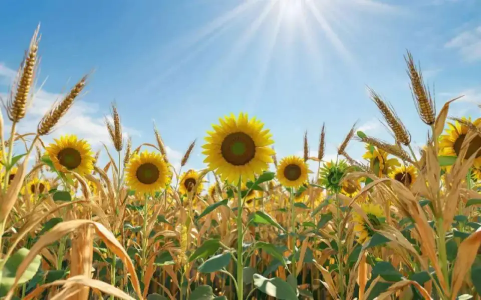 Прибыль воронежского «Золотого Початка» просела на фоне роста выручки