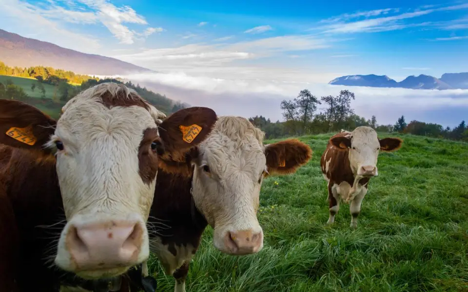 Воронежский партнер французской Adisseo Eurasia требует 114 млн рублей с крупного мясника 