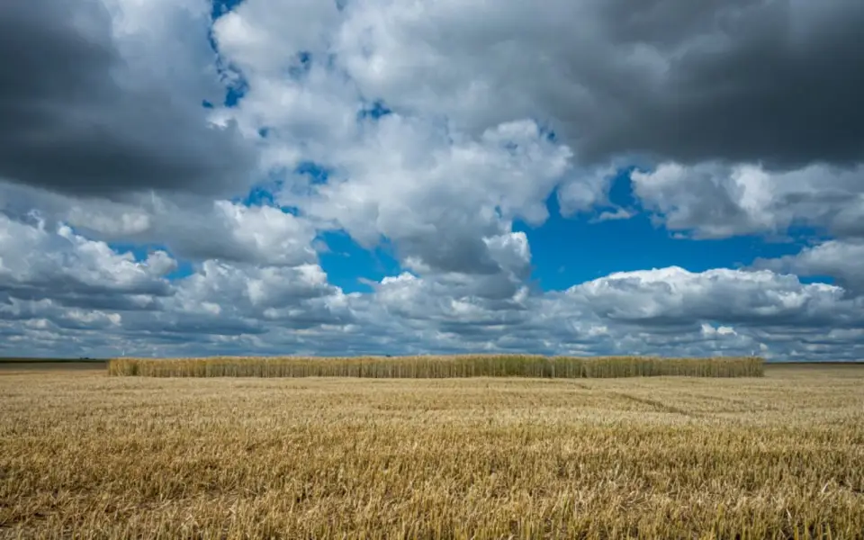 «Ни одного дня не обрабатывал» — и получил земли на 2 млрд рублей, а бюджет еще и должен остался 