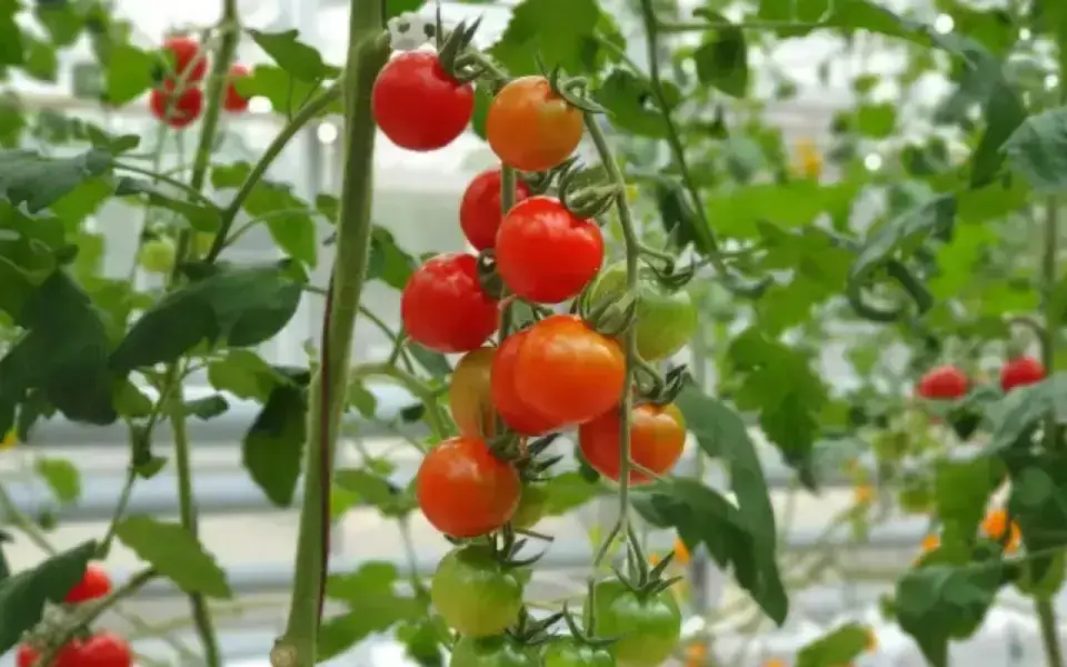 Повторная попытка продажи кубанского «Агрокомбината «Тепличный» за 2,8 млрд рублей сорвалась из-за отсутствия заявок