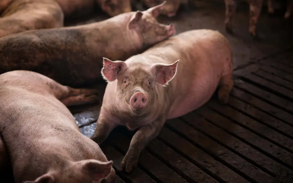 Из Воронежской области экспортировано свыше 58 тысяч тонн продукции животноводства под контролем Россельхознадзора