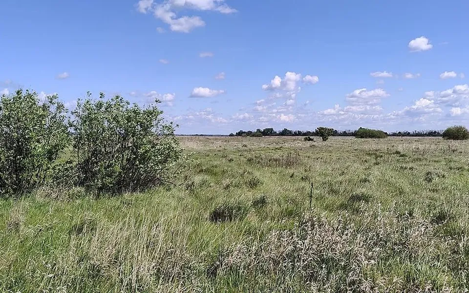 Под Воронежем вновь не нашли покупателя на 115 га структуры «Созвездия»
